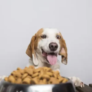How to Choose the Best Dog Food -ThePetWorld