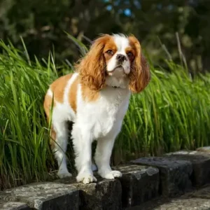 Cavalier King Charles Spaniel - ThePetWorld