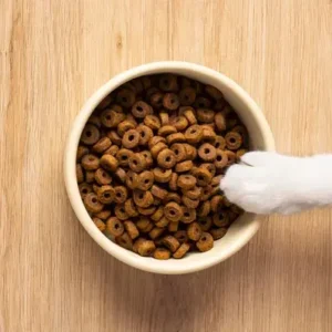 Best dog food brands - ThePetWorld