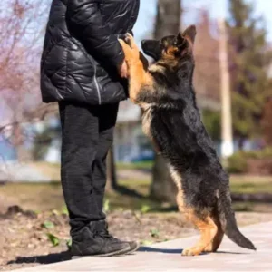 How to Train a Dog Not to Jump - ThePetWorld