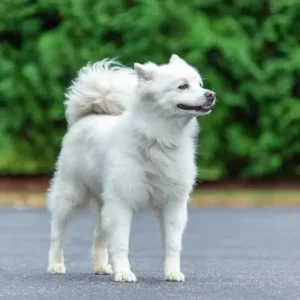 American Eskimo- ThePetWorld