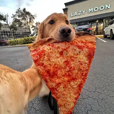 How Much Food Should I Feed My Dog - ThePetWorld