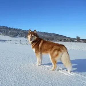 Siberian Husky