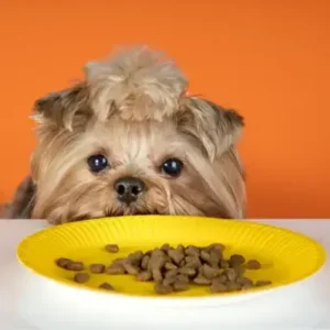Best Dog Food for Allergies - ThePetWorld