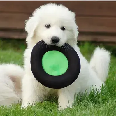 Puppy Dog Training - ThePetWorld