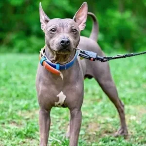 American Hairless Terrier- ThePetWorld