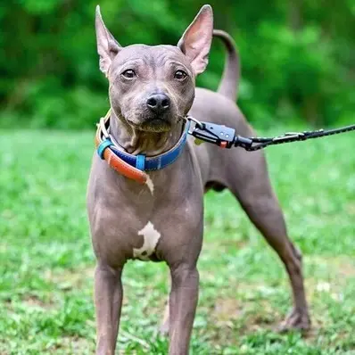 American Hairless Terrier- ThePetWorld