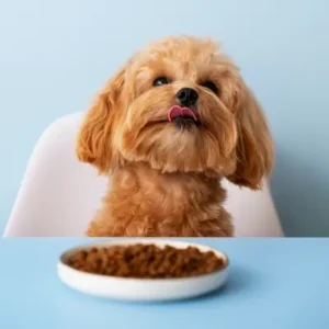 Best Dry Dog Food - ThePetWorld