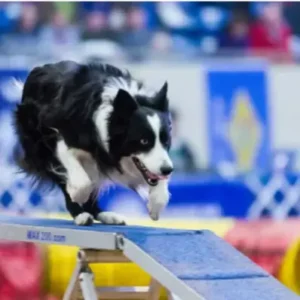 Dog Agility Training - ThePetWorld
