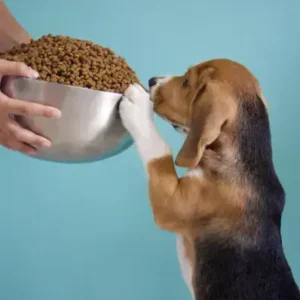 Best Puppy Dog Food - ThePetWorld