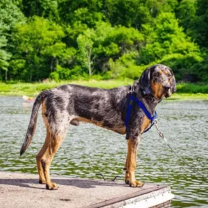 American Leopard Hound-ThePetWorld