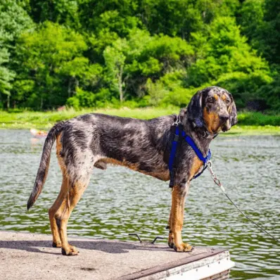 American Leopard Hound-ThePetWorld