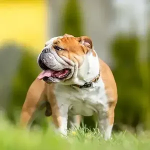 Bulldog - ThePetWorld