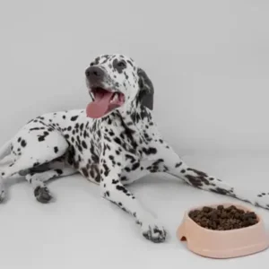 Best Dog Food for Sensitive Stomach - ThePetWorld