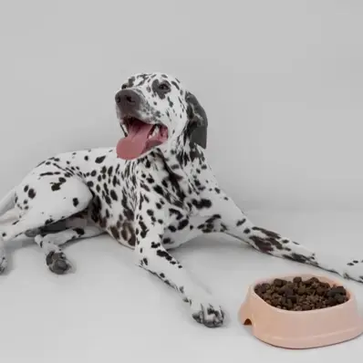 Best Dog Food for Sensitive Stomach - ThePetWorld