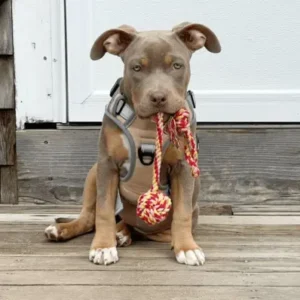 American Pit Bull Terrier-ThePetWorld