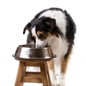 Is Pedigree a Good Dog Food - ThePetWorld