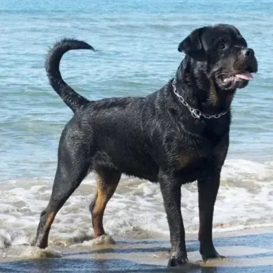 Elbow Dysplasia in Dogs - ThePetWorld