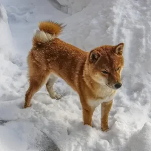 Shiba Inu - ThePetWorld
