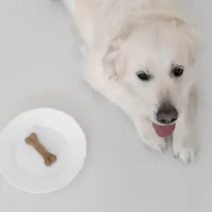 Is IAMS a Good Dog Food - ThePetWorld