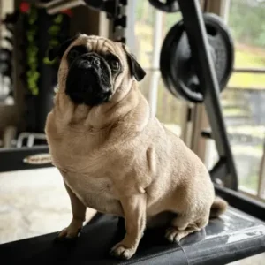 American Pugabull-ThePetWorld