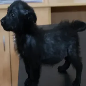Demodectic Mange in Dogs - ThePetWorld