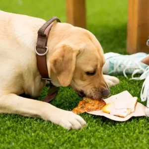 What Foods Are Toxic to Dogs - ThePetWorld