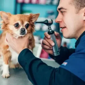 Deafness in Dogs - ThePetWorld