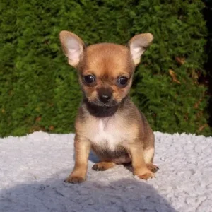 Chihuahua - ThePetWorld