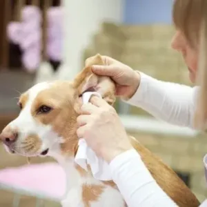 Ear Infections in Dogs - ThePetWorld