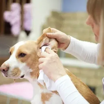 Ear Infections in Dogs - ThePetWorld