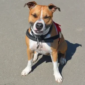American Staffordshire Terrier-ThePetWorld