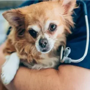 Hyperthyroidism in Dogs - ThePetWorld