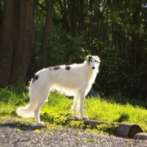 Borzoi - ThePetWorld