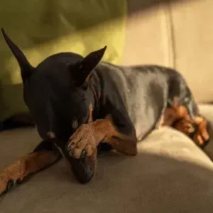 Allergies in Dogs - ThePetWorld