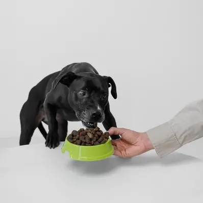Is Purina Pro Plan a Good Dog Food - ThePetWorld