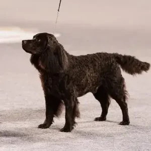 American Water Spaniel- ThePetWorld