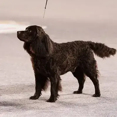 American Water Spaniel- ThePetWorld
