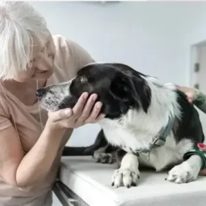 Cancer in dogs - ThePetWorld