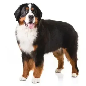 Bernese Mountain Dog - ThePetWorld