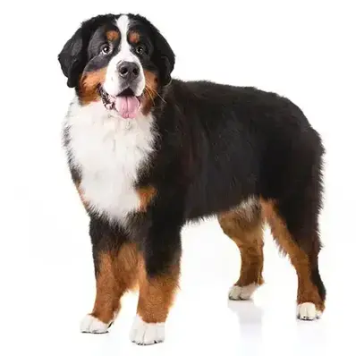 Bernese Mountain Dog - ThePetWorld