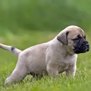 Patellar Luxation in Dogs - ThePetWorld