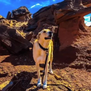 Anatolian Shepherd Dog-ThePetworld
