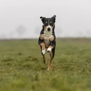 Appenzeller Sennenhund-ThePetWorld