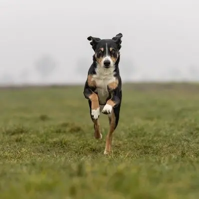 Appenzeller Sennenhund-ThePetWorld