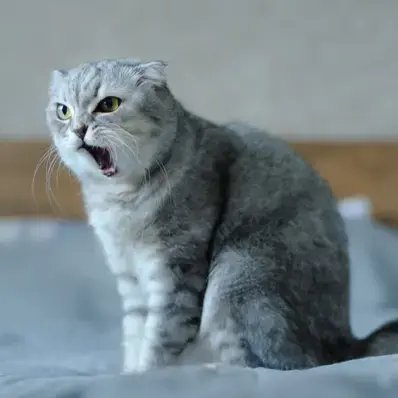 Cat Sneezing - ThePetWorld