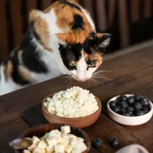 Can Cats Eat Cheese -ThePetWorld