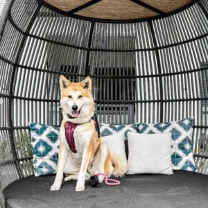 Akita Shepherd-ThePetWorld