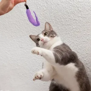 Training Your Cat Using Clicker - ThePetWorld