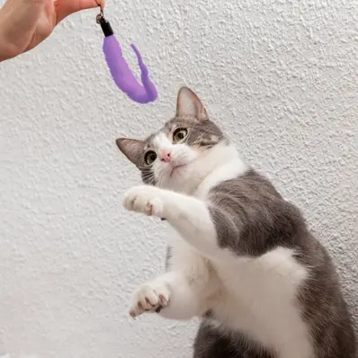 Training Your Cat Using Clicker - ThePetWorld